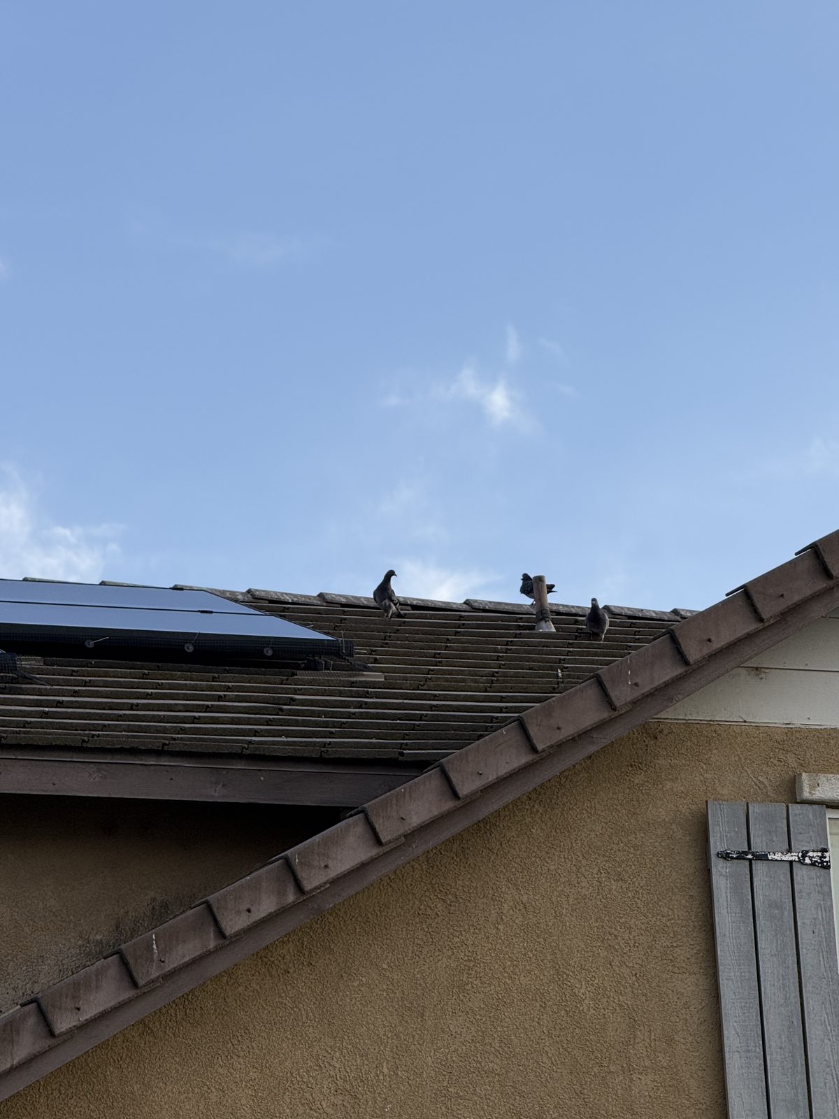 Pigeons perched on a roof next to solar panels before pigeon proofing